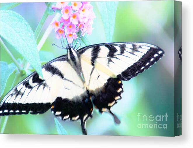 Butterfly Canvas Print featuring the photograph Wings by Merle Grenz