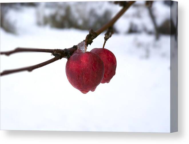 Winter Canvas Print featuring the photograph Winter Apples by Ellery Russell