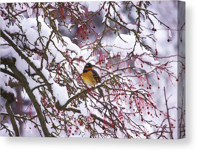 Bird Canvas Print featuring the photograph Winter bird by Jean Evans