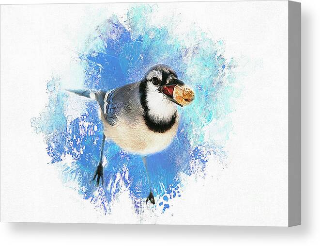 Bird Canvas Print featuring the photograph Winter BlueJay by Darren Fisher
