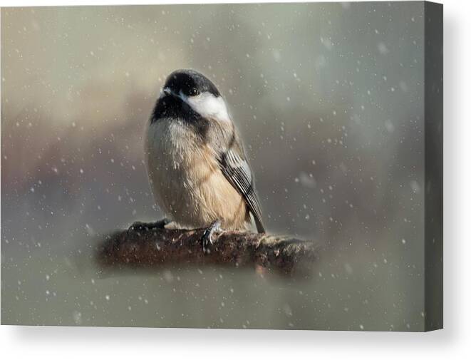 Song Bird Canvas Print featuring the photograph Winter Chicadee by Cathy Kovarik