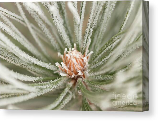 Winter Canvas Print featuring the photograph Winter Evergreen by Ana V Ramirez