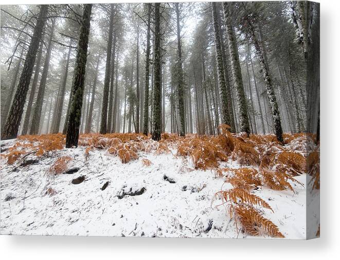 Wintertime Canvas Print featuring the photograph Winter forest landscape by Michalakis Ppalis