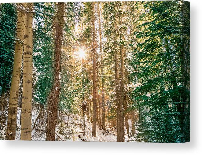 Winter Canvas Print featuring the photograph Winter Forest Sunshine by James BO Insogna