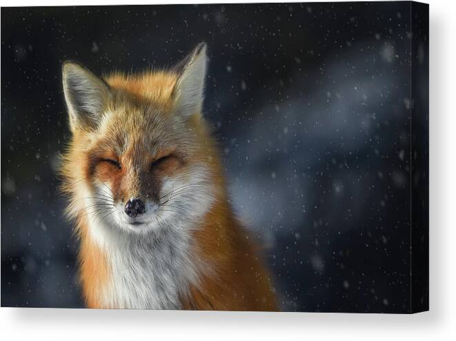 Algonquin Park Canvas Print featuring the photograph Winter Fox by Tracy Munson