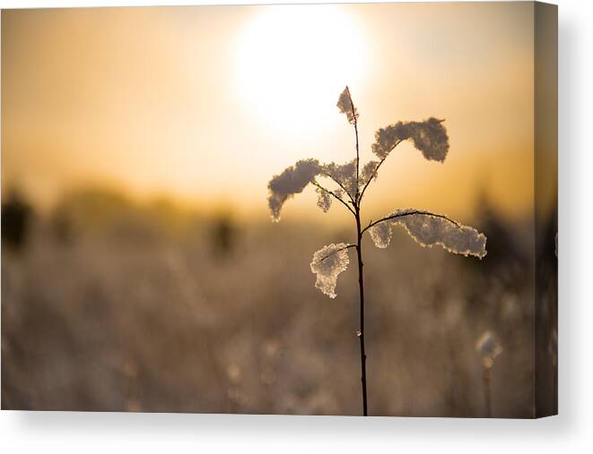 Winter Canvas Print featuring the photograph Winter Glow #2 by Mark Rogers
