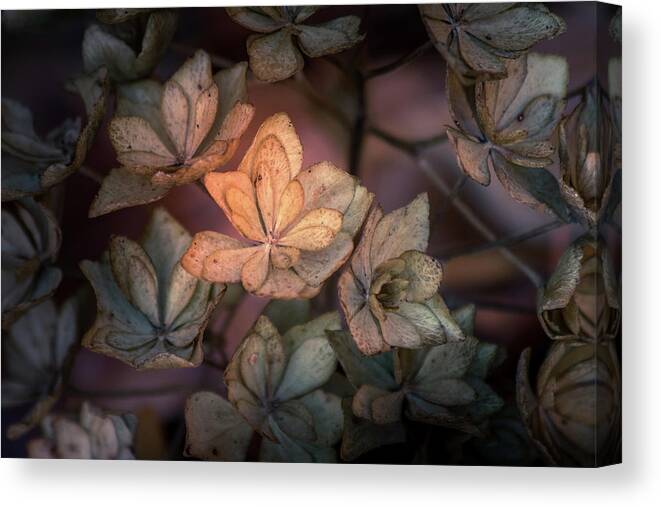 Flower Canvas Print featuring the photograph Winter Glow by Allin Sorenson