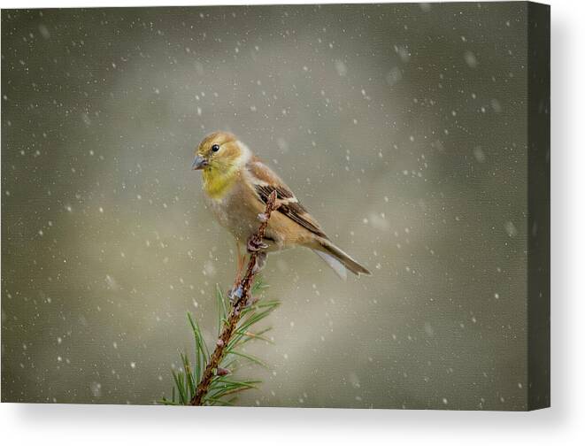 Winter Canvas Print featuring the photograph Winter Goldfinch by Cathy Kovarik