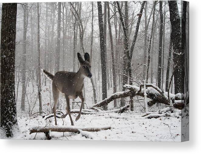 Deer Canvas Print featuring the photograph Winter Is Here by Bill Stephens