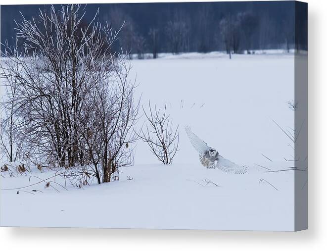 Art Canvas Print featuring the photograph Winter Landscape with Snowy Owl hunting by Mircea Costina Photography