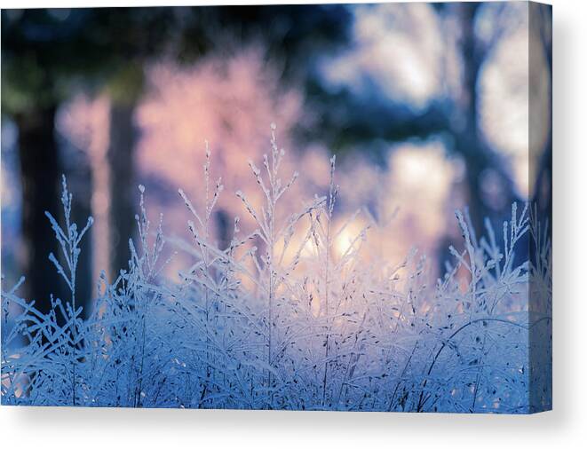 Winter Canvas Print featuring the photograph Winter Morning Light by Allin Sorenson