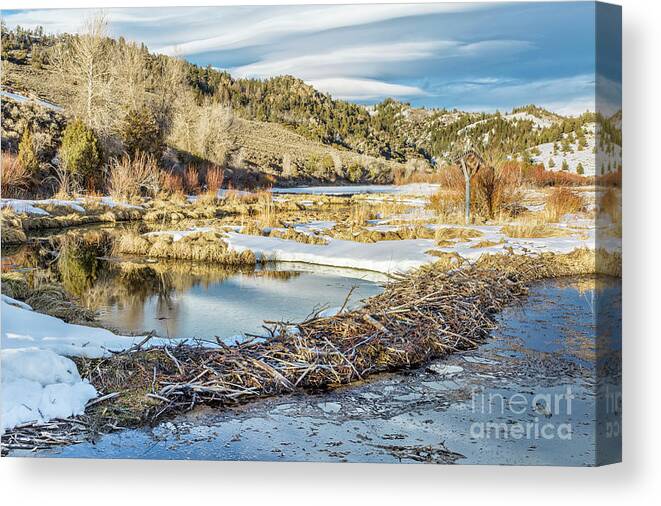 Colorado Canvas Print featuring the photograph Winter On Beaver Swamp by Marek Uliasz