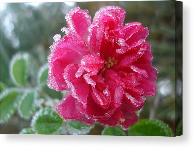 Rose Canvas Print featuring the photograph Winter Rose by Susan Baker