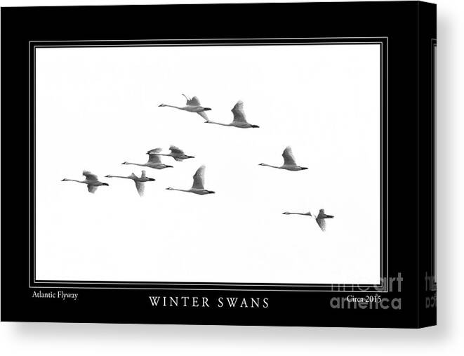 Swans Canvas Print featuring the photograph Winter Swans by Gene Bleile Photography 