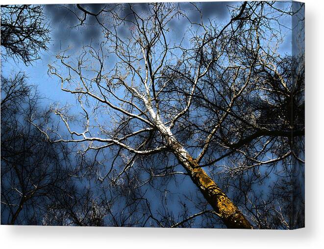 Tree Canvas Print featuring the photograph Winter Sycamore by Mykel Davis