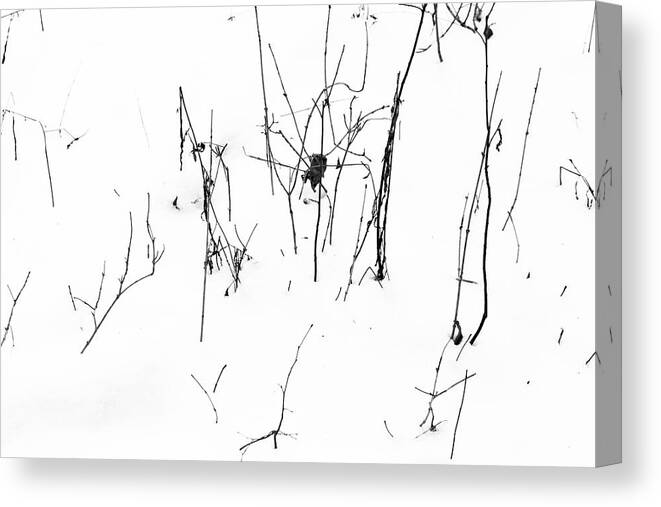 Twig Canvas Print featuring the photograph Winter Twigs 2 High Contrast by Mary Bedy