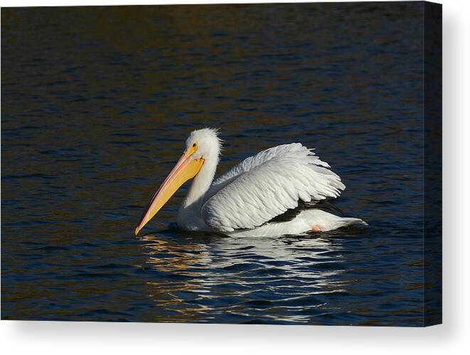 American White Pelican Canvas Print featuring the photograph Winter White by Fraida Gutovich