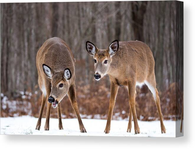 Two Is Better Than One When Searching Canvas Print featuring the photograph Winter White Tail Deer by Karol Livote