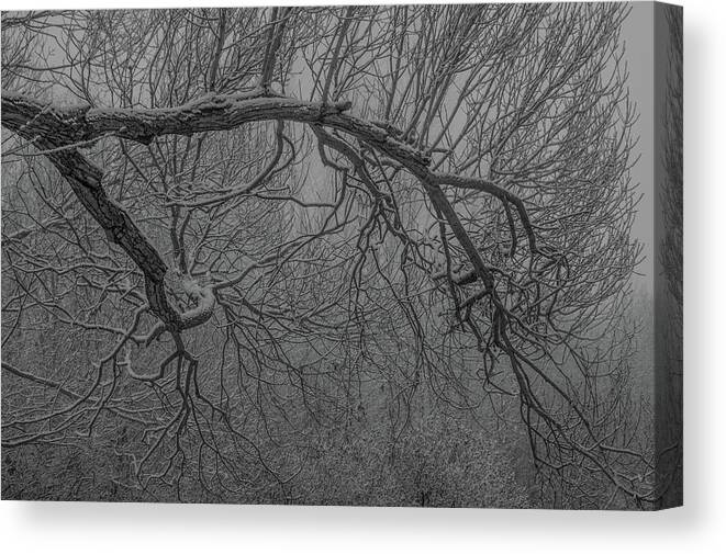 Tree Canvas Print featuring the photograph Wintery Tree by Jedediah Hohf