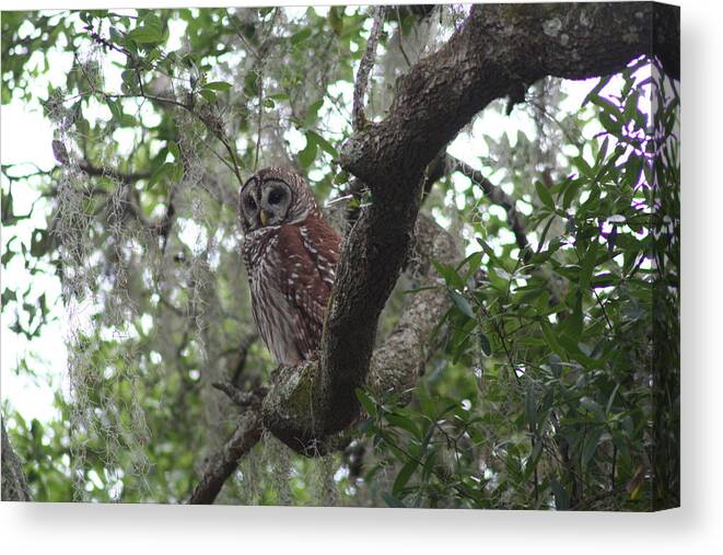  Canvas Print featuring the photograph Wise One Watching by Anita Parker