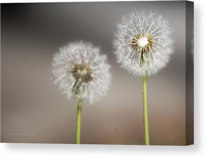 Nature Canvas Print featuring the photograph Wish on me by Lora Lee Chapman