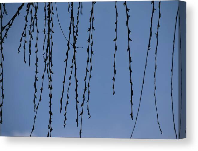 Silhouette Canvas Print featuring the photograph Wisp - by Julie Weber