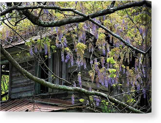 Wisteria Canvas Print featuring the photograph Wisteria House by Ed Waldrop