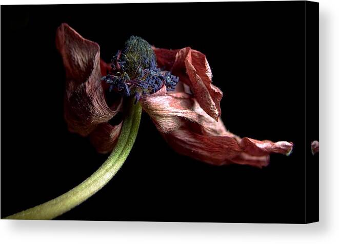 Flower Canvas Print featuring the photograph Withering Anemone by Elsa Santoro