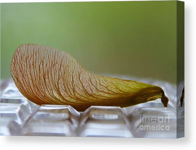 Maple Canvas Print featuring the photograph Within Lies A Tree by Nina Silver