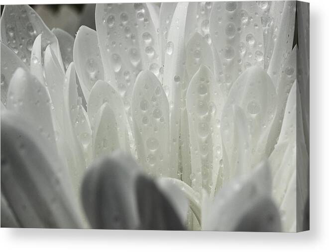 Daisy Petals Canvas Print featuring the photograph Within by Mike Eingle