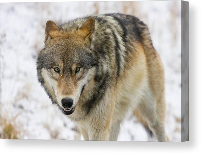 Wild Canvas Print featuring the photograph Wolf in the Wild by Mark Miller