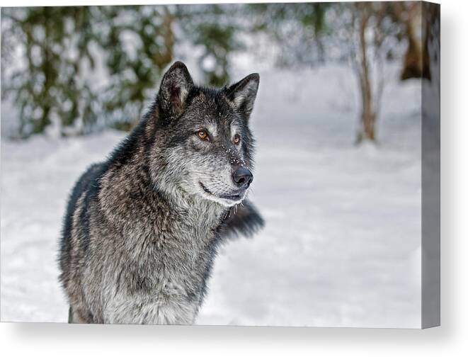 Wolf Canvas Print featuring the photograph Wolf Portrait by Scott Read