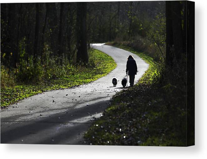 People Canvas Print featuring the photograph Woman and Border Collies by David Ralph Johnson