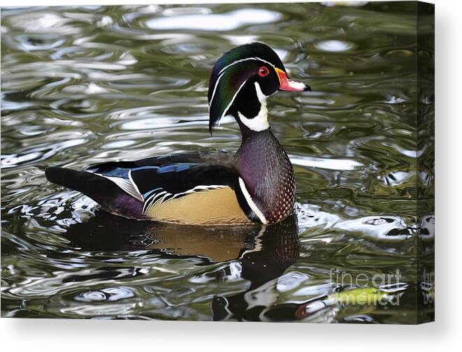 Wood Duck Canvas Print featuring the photograph Wood Duck 2 by Bob Christopher