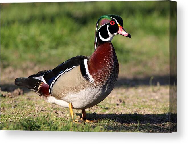Wood Duck Canvas Print featuring the photograph Wood Duck Stony Brook New York by Bob Savage