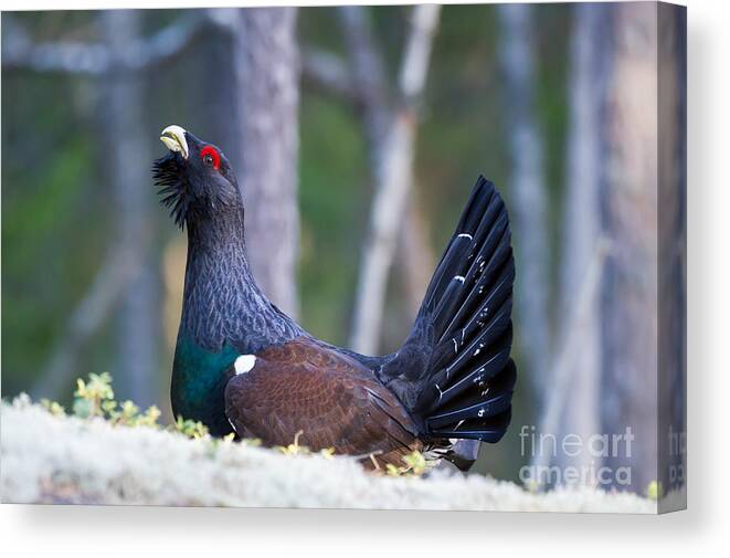 Wood Grouse Canvas Print featuring the photograph Wood grouse by Torbjorn Swenelius