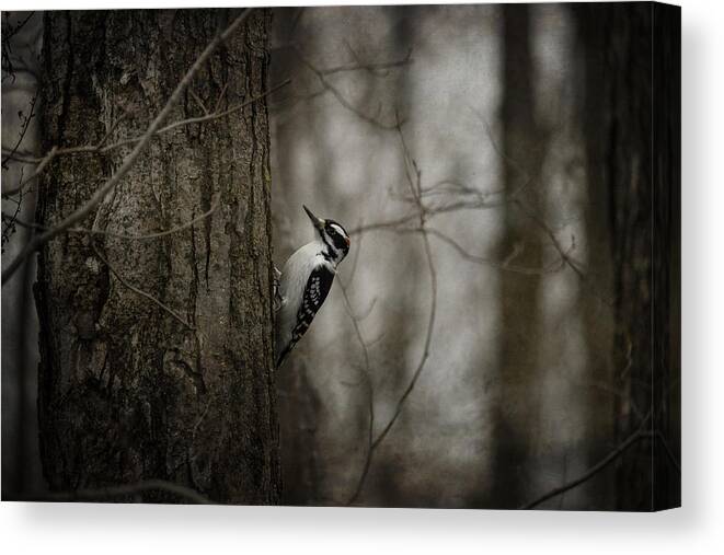 Woodpecker Canvas Print featuring the photograph Woodpecker by Angie Rea
