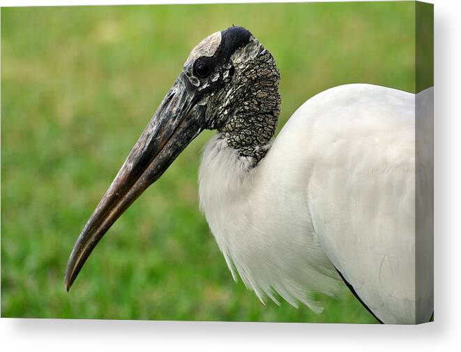 Woodstork Canvas Print featuring the photograph Woodstork by Rose Hill