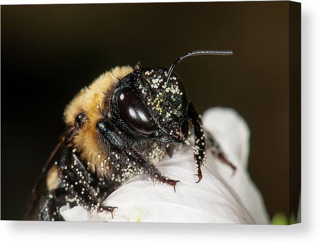 Bumblebee Canvas Print featuring the photograph Worker Bee And Pollen Detail by Len Romanick