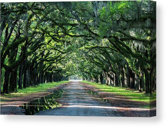 Photography Canvas Print featuring the photograph Wormsloe Way by Joe Kopp