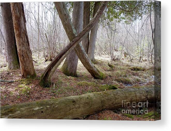 Cedars Canvas Print featuring the photograph X Marks the Spot by Sandra Updyke