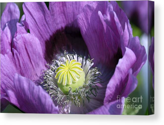 Delightfully Purple Canvas Print featuring the photograph Poppies 2 - Delightfully Purple by Wendy Wilton