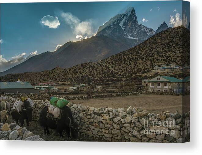 Everest Canvas Print featuring the photograph Yaks Moving Through Dingboche by Mike Reid