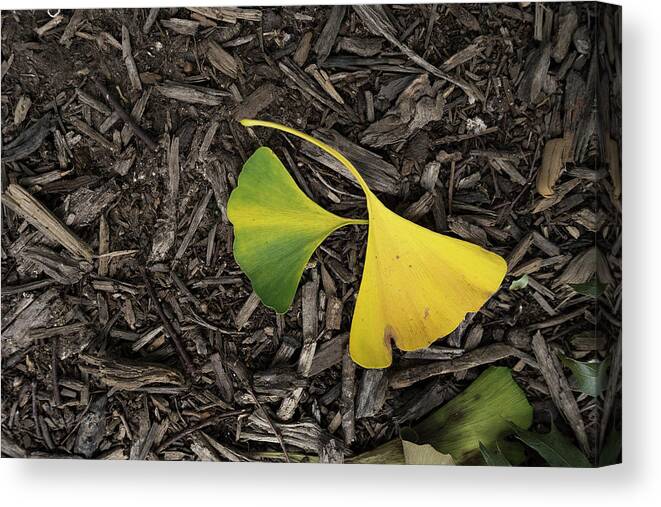 Ginkgo Leaves Divided Canvas Print featuring the photograph Yellow and Green Gingko by Sharon Popek