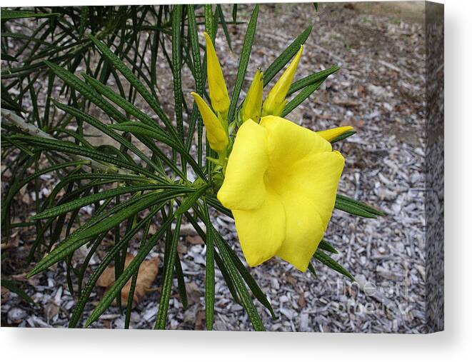 Flower Canvas Print featuring the photograph Yellow and Green by Viktor Savchenko