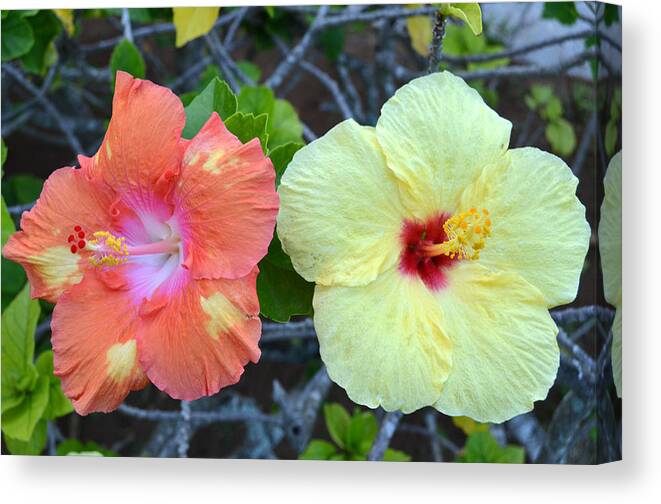Flower Canvas Print featuring the photograph Yellow and Orange Hibiscus Flowers by Amy Fose