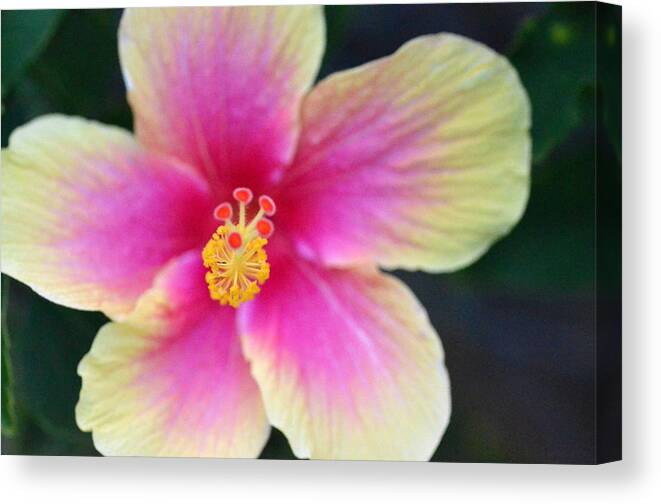 Flower Canvas Print featuring the photograph Yellow and Pink Hibiscus 2 by Amy Fose