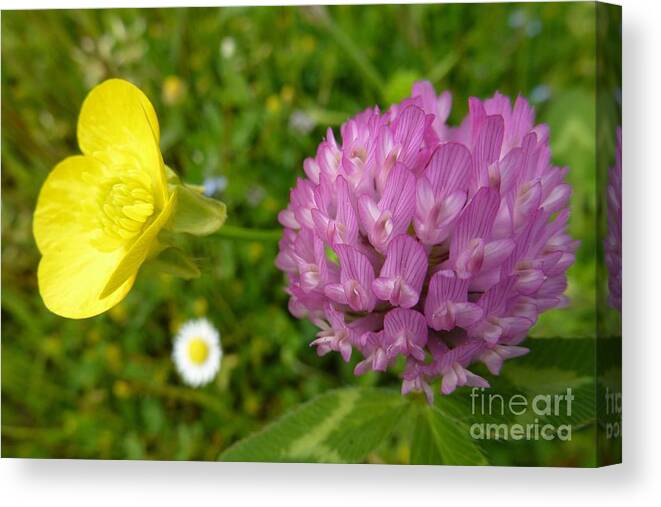 A Path Of Petals Canvas Print featuring the photograph Yellow and Purple Flowers by Jean Bernard Roussilhe