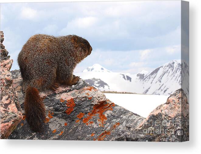 Marmot Canvas Print featuring the photograph Yellow-bellied Marmot Enjoying The Mountain View by Max Allen