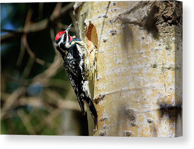 Gary Hall Canvas Print featuring the photograph Yellow-bellied Sapsucker 2 by Gary Hall